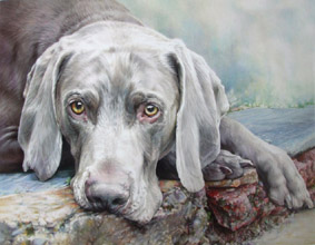 Weimaraner artwork sale